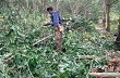 Ngày 30/10, hội thảo về cao su miền Trung